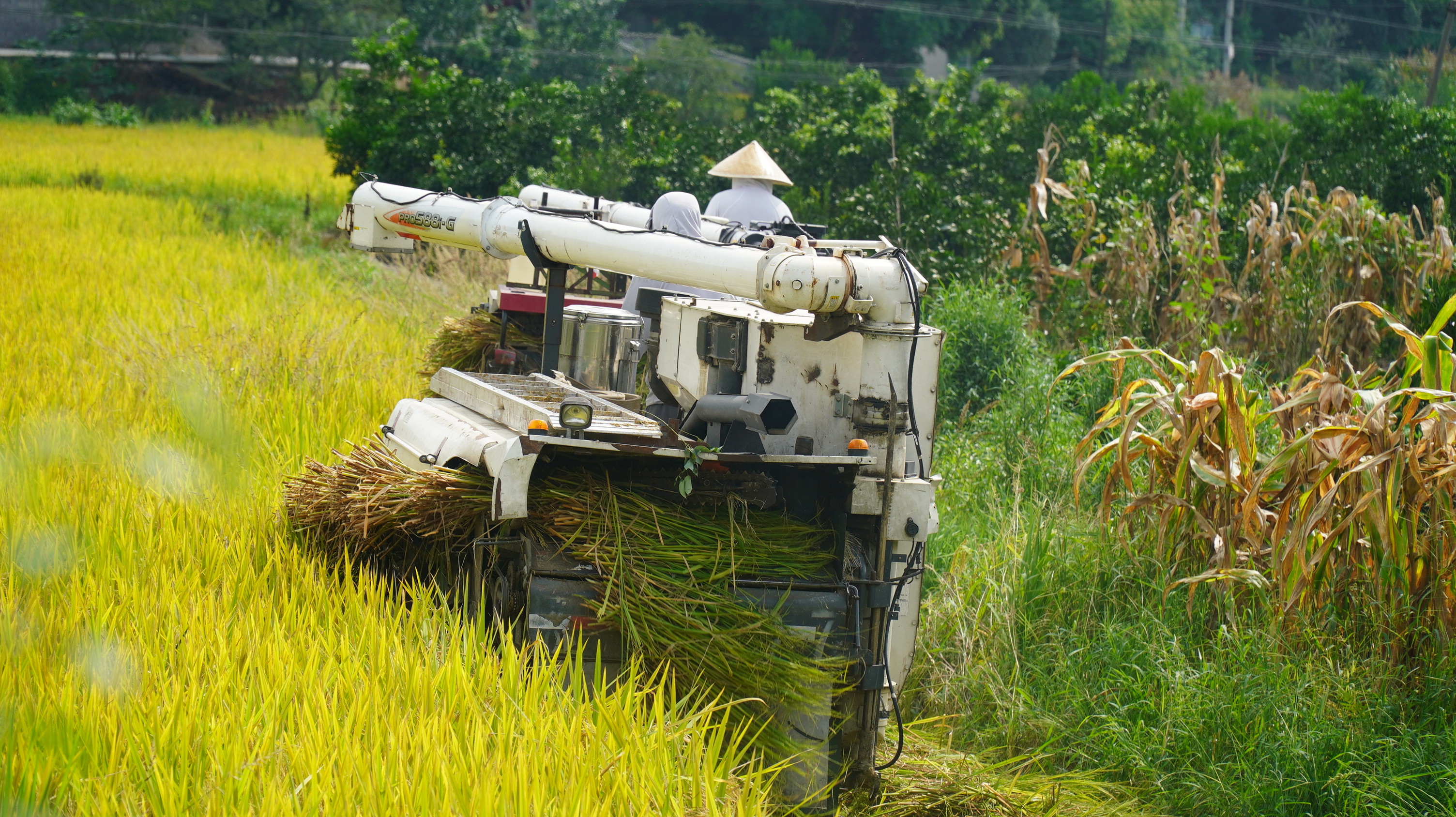 犍为水稻丰收正当时机械收割显身手