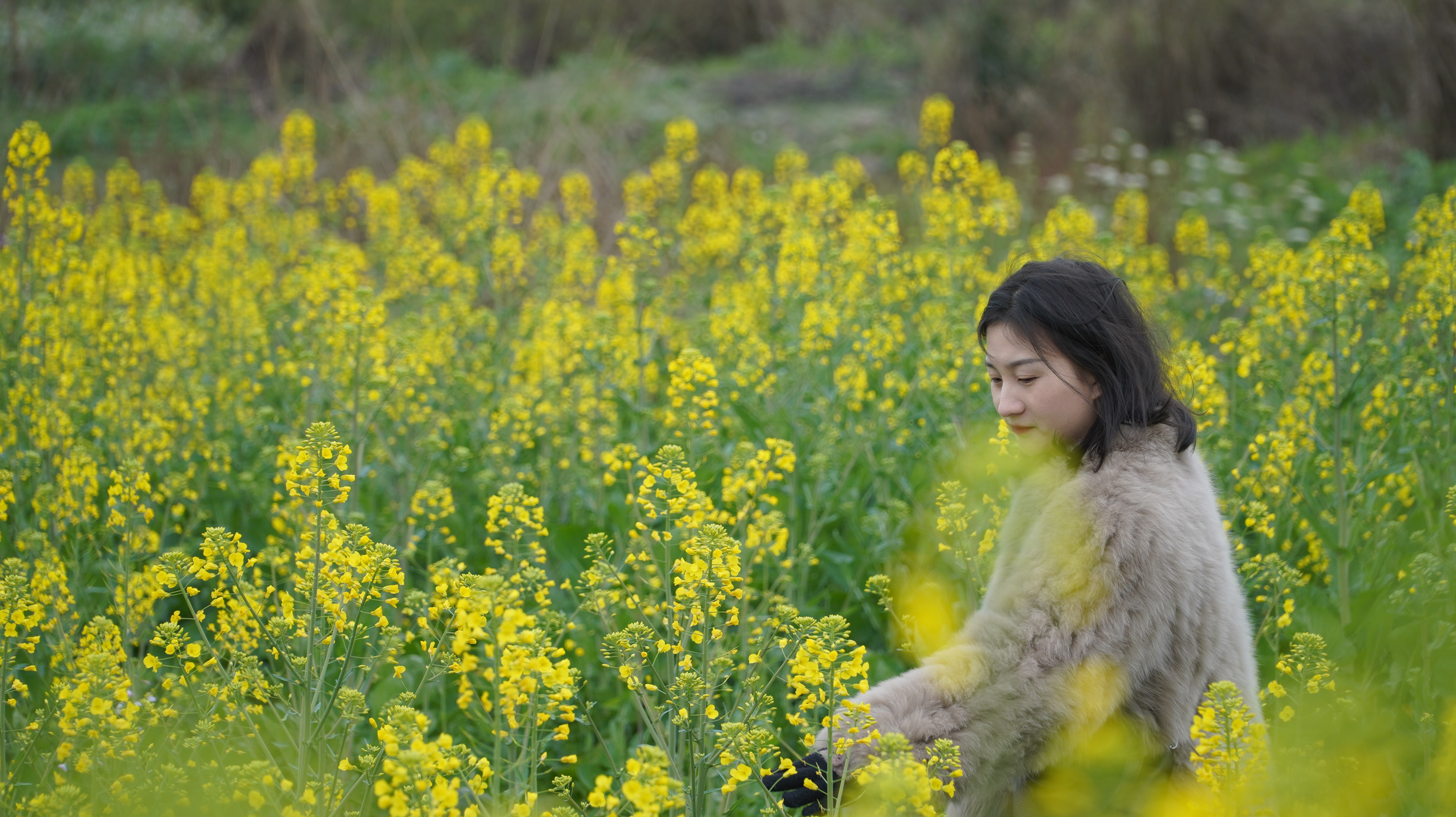 油菜花照片怎么拍好看图片