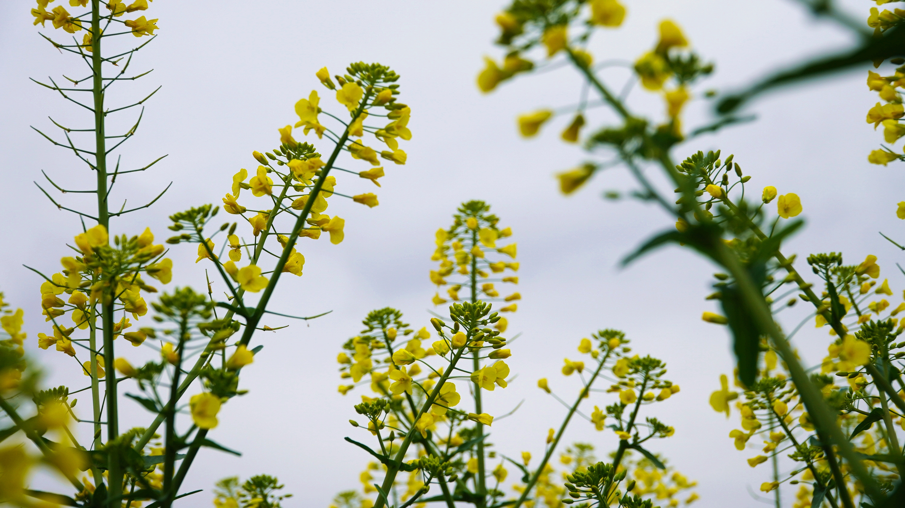 油菜花有什么特点图片