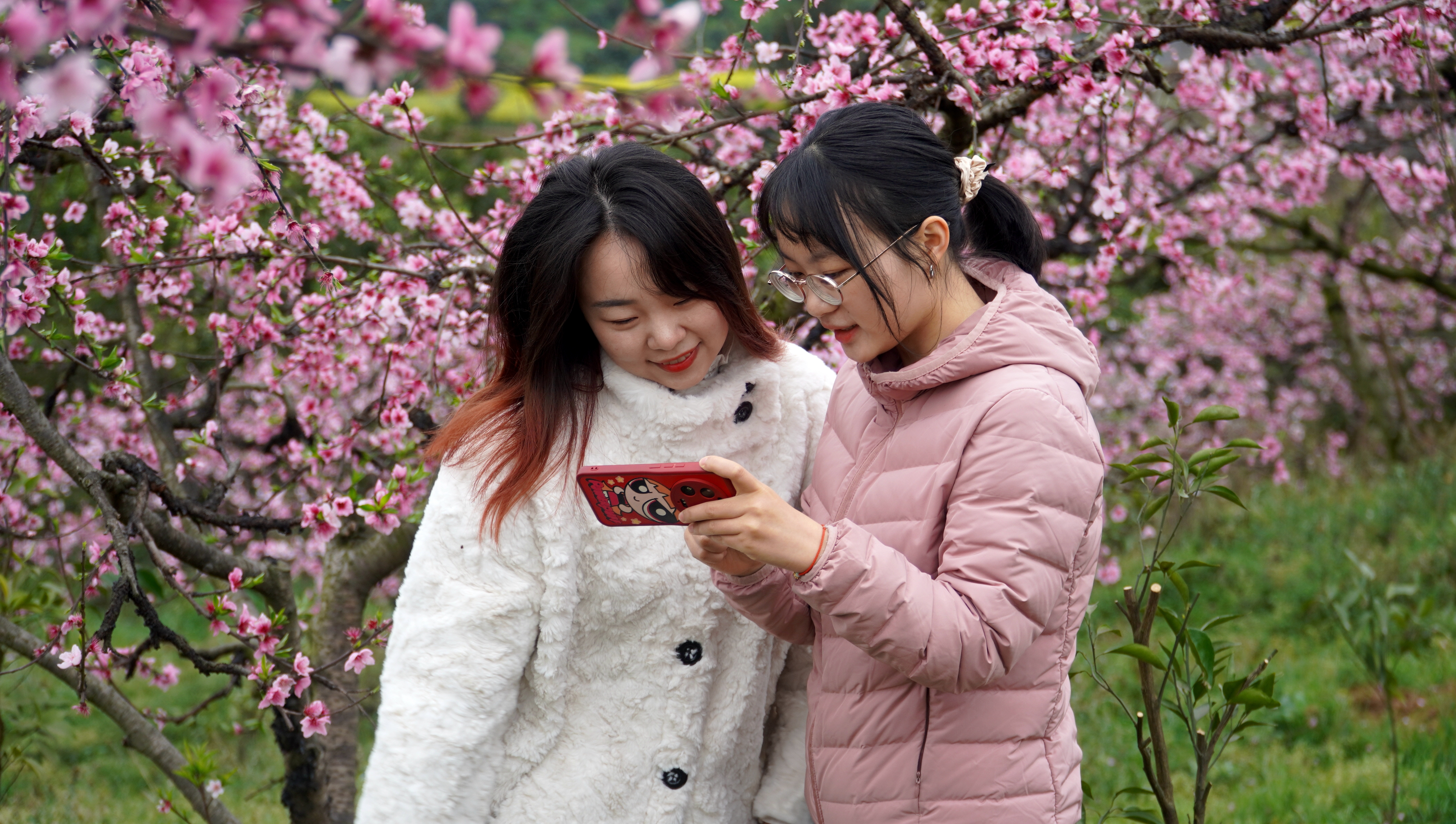 定文新场村4000株桃花盛开风景果然好