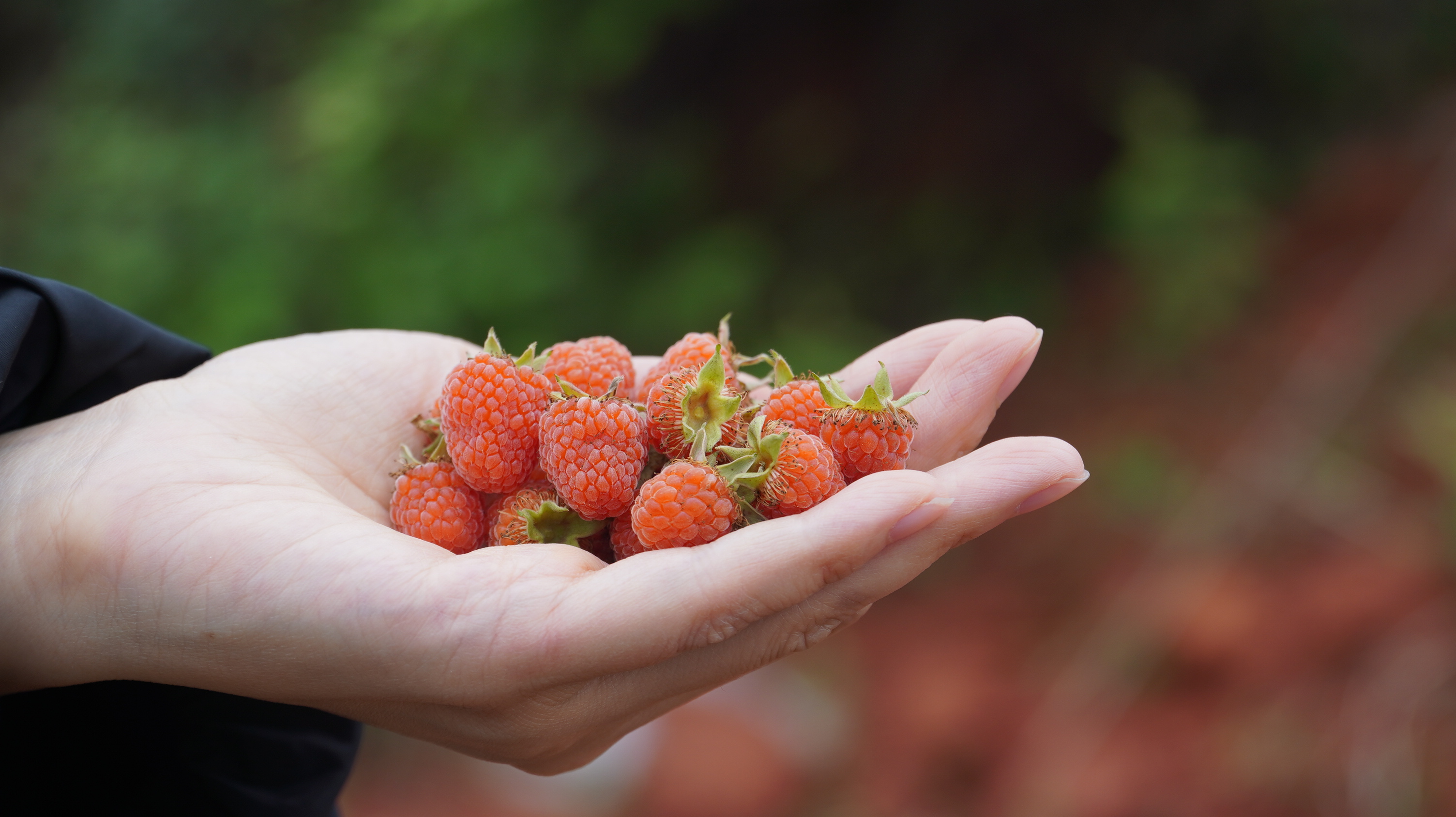 这种野泡咡你吃过吗