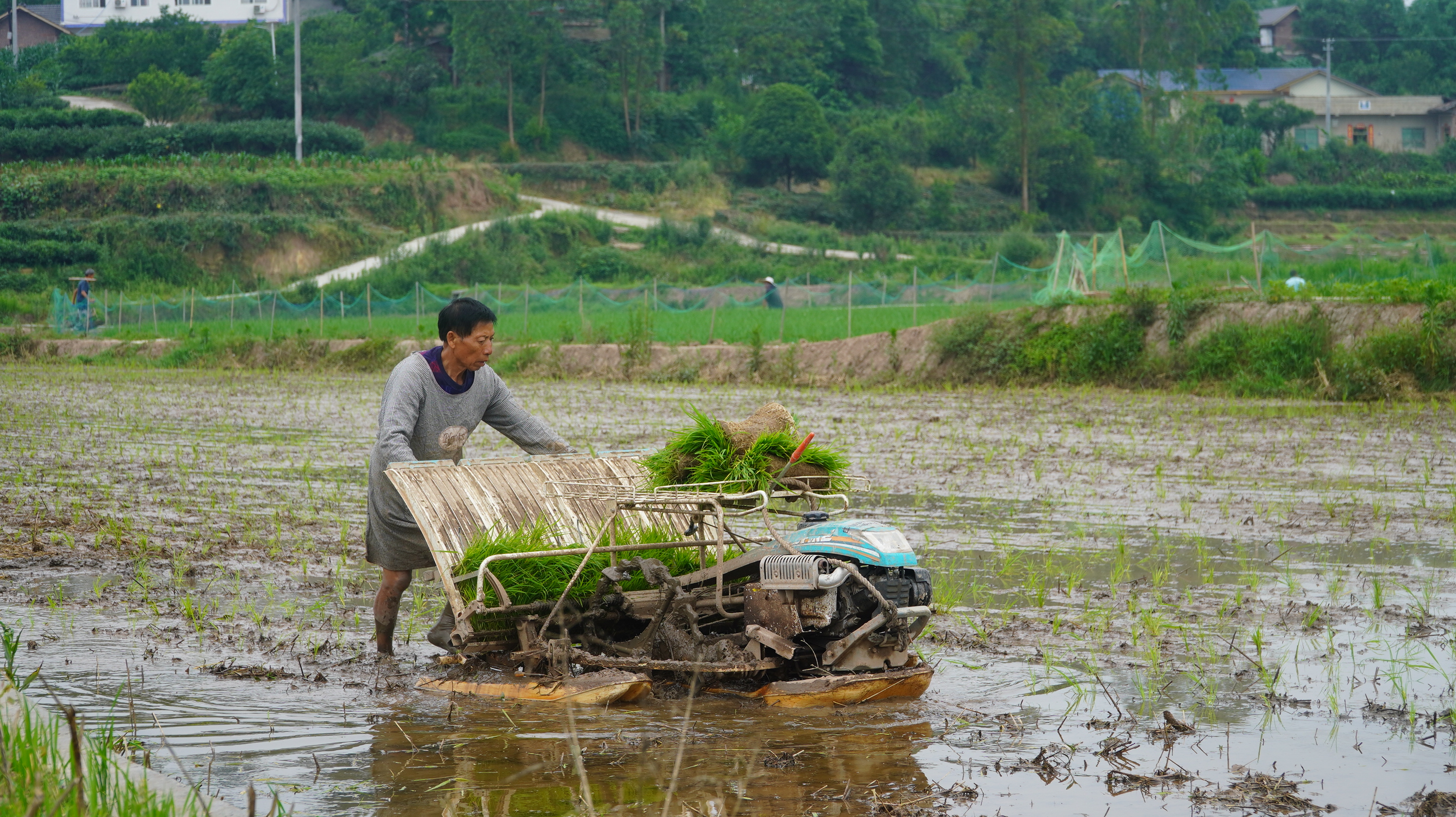 舞雩镇康乐村:稻麦轮作高效农业助力丰收-犍为新闻网 - 犍为新闻网