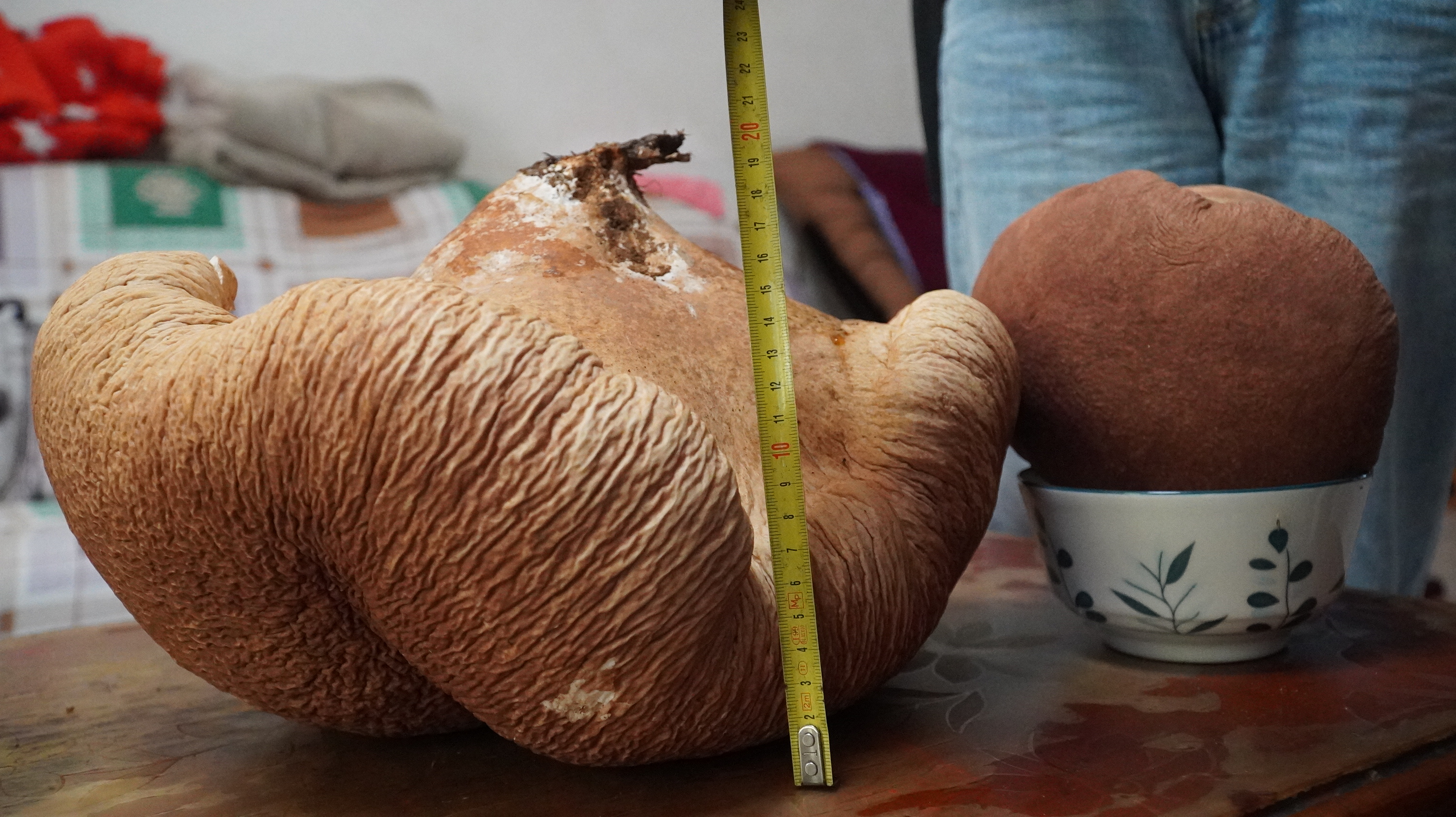 犍为翠屏山惊现"大蘑菇"